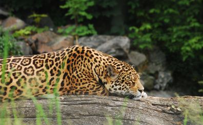 Wild cat, leopard, predator, rest, spotted animal