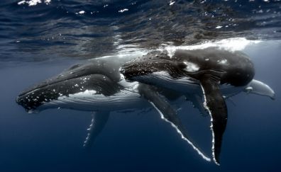 Blue whale animals