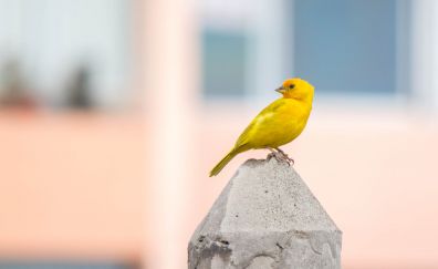 Small yellow, bird, sit
