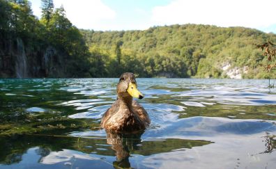 Duck, bird, lake, swim