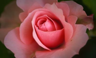 Close up, rose, bud, 4k