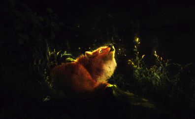 Red fox, animal, night, art