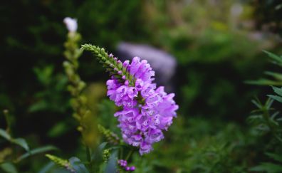White purple, wild, flower