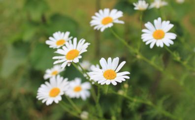 Plants, flowers, white daisies