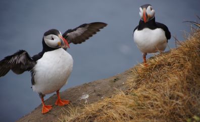 Birds, puffins, wings