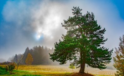 Sunny day, mist, fog, tree, landscape, 5k