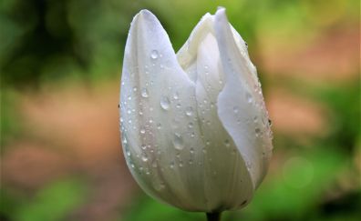 White flower, bud of tulip, water drops