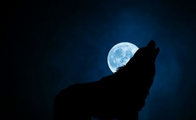 Wolf, moon, night, 4k