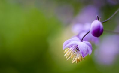 Pollen, purple flowers, bloom