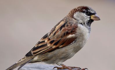 Sparrow, bird, close up, 4k