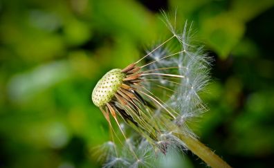 Dandelion, flower's thread, close up