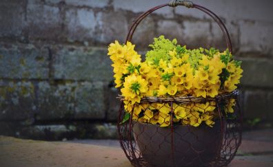 Yellow flowers, gift, basket