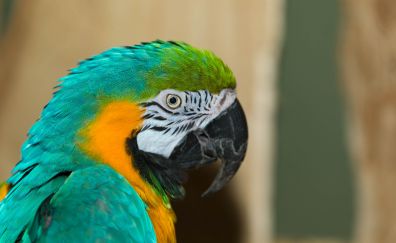Macaw, beak, parrot, bird, muzzle