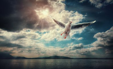 Seagull, white bird, fly, wings, clouds