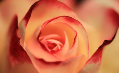 Rose, close up