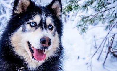 Siberian Husky, dog winter, muzzle, animal