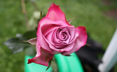 Pink rose, flower, top view