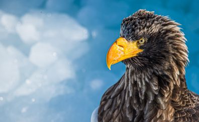 Bald eagle, yellow beak, bird