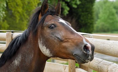 Horse muzzle, fence, animal