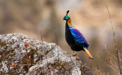 Himalayan monal bird, colorful bird