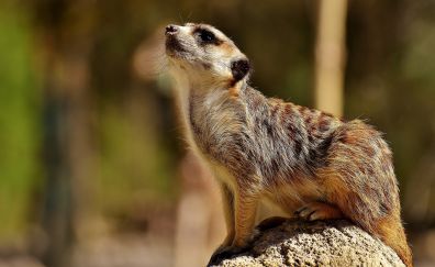 Meerkat, wild animal, looking up
