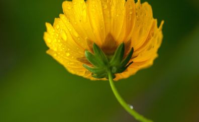 Yellow flower, daisy, water drops