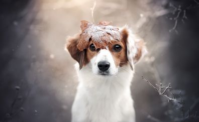 Outdoor, dog, animal, winter