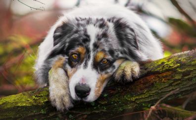 Spots, dog, cute, muzzle