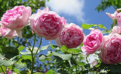 Garden, roses, spring, pink flower