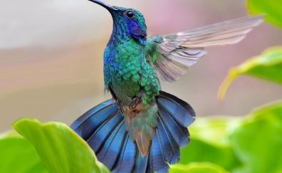Flight, wings, hummingbird, colorful