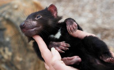 Tasmanian devil, furry animal