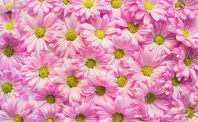 Daisies flowers, pink daisy