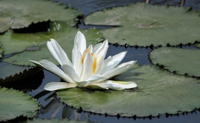 Water lily, white flower, lake, leaves