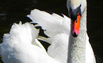 White swan bird, close up