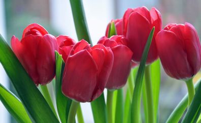 Red tulip flowers, bud