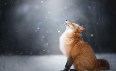 Happiness of red fox, furry animal, winter