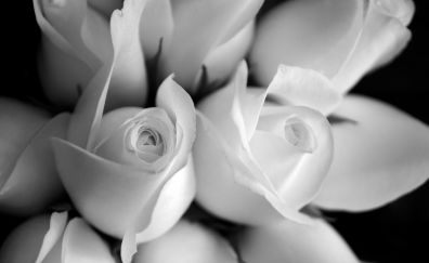 Rose flowers, close up, monochrome, 4k