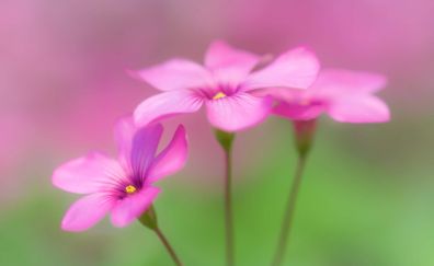 Cute pink flowers