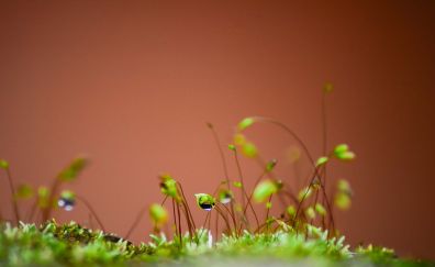 Plants, close up, drops