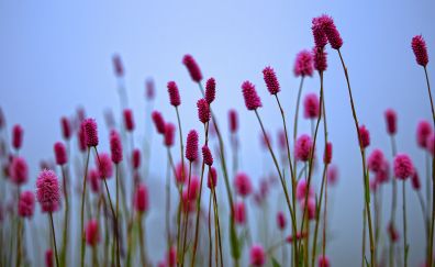 Spring, wild, plants, pink flowers