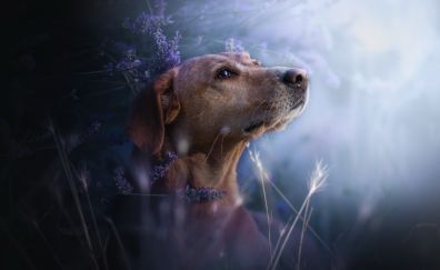 Beagle, dog, muzzle, lavender, meadow, flowers