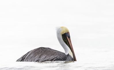 Pelican bird, swim, lake