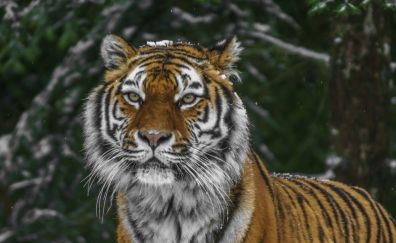 Tiger, predator, winter, wild cat, 5k