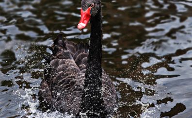 10 Black Swan Wallpapers, Hd Backgrounds, 4k Images, Pictures Page 1