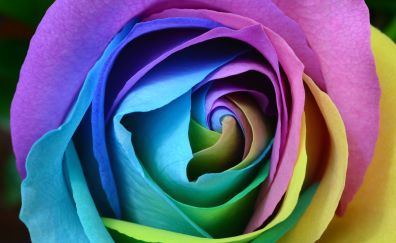 Colorful, rose, flower, close up, 4k