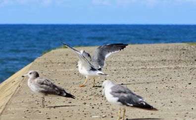 Seagulls, birds, sea, coast