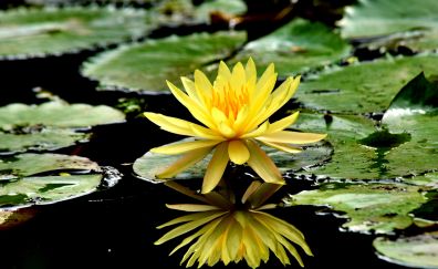 Reflections, yellow flower, water lily, lake, 4k