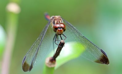 Wings, insect, dragonfly, sit