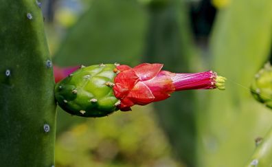 Cactus flower, close up