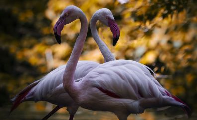 Pink, big bird, flamingo